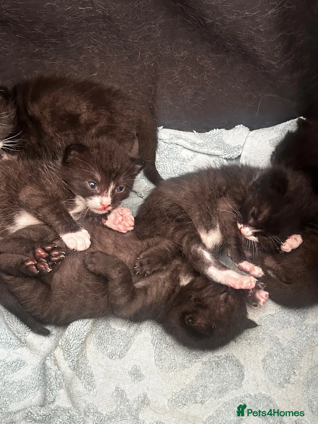 Mixed Breed cats for sale: Kittens in Ruislip - Advert 7