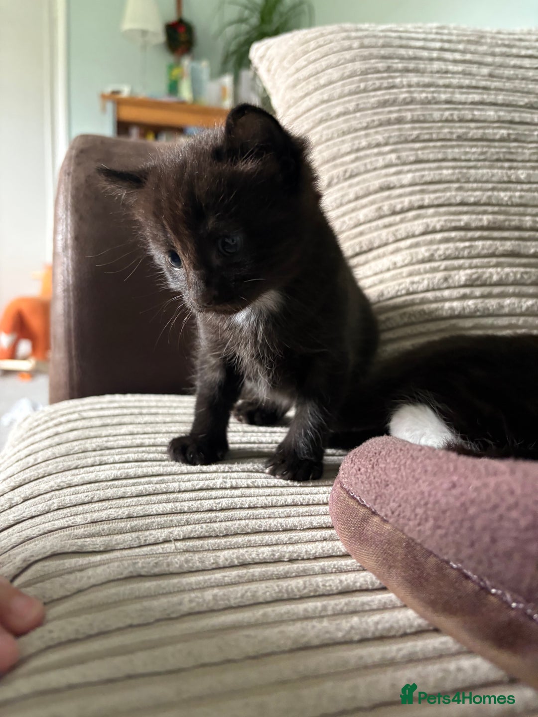British Shorthair cats for sale: Two black tabby male kittens - Image 10