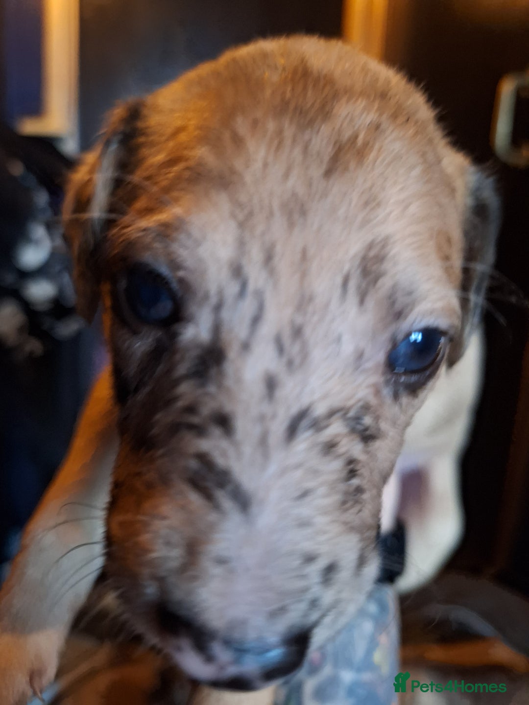 Lurcher dogs for sale: Really Now saluki Lurcher  - Advert 20