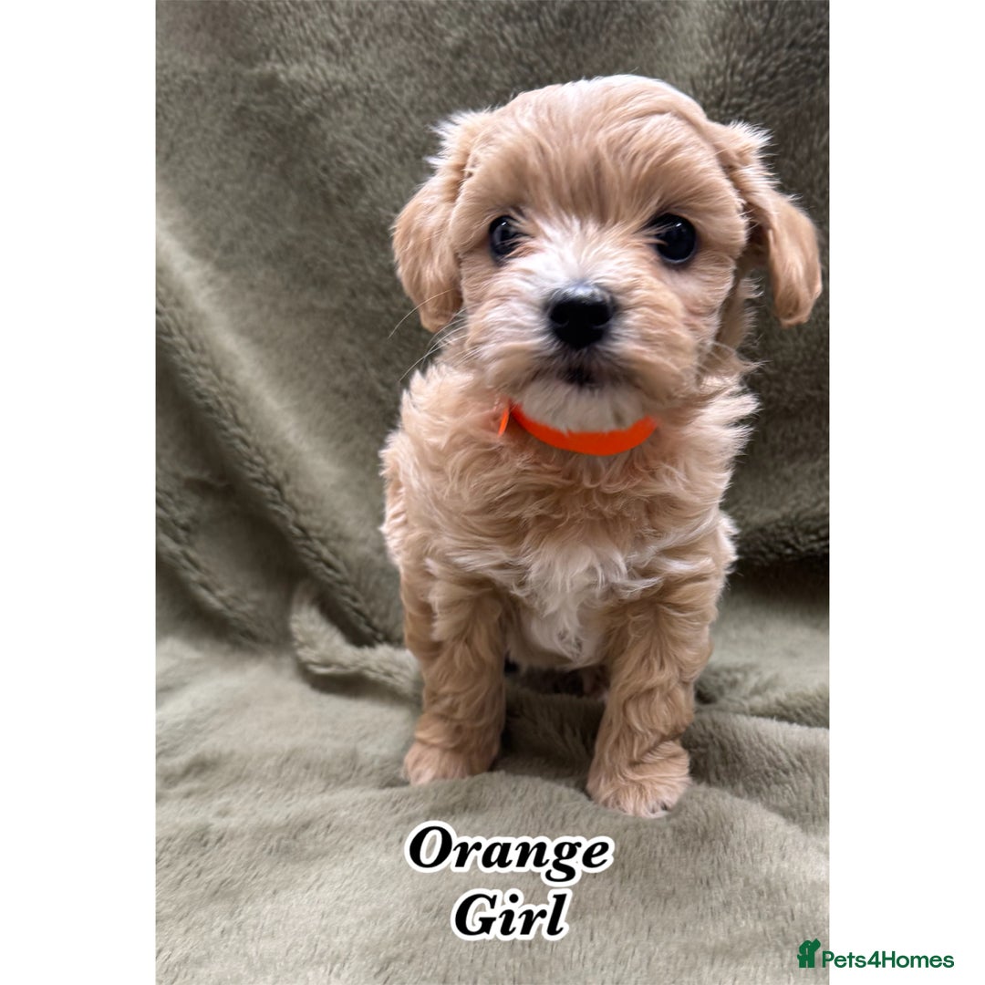 Maltipoo dogs for sale: Biscuit coloured maltipoo puppies - Advert 7
