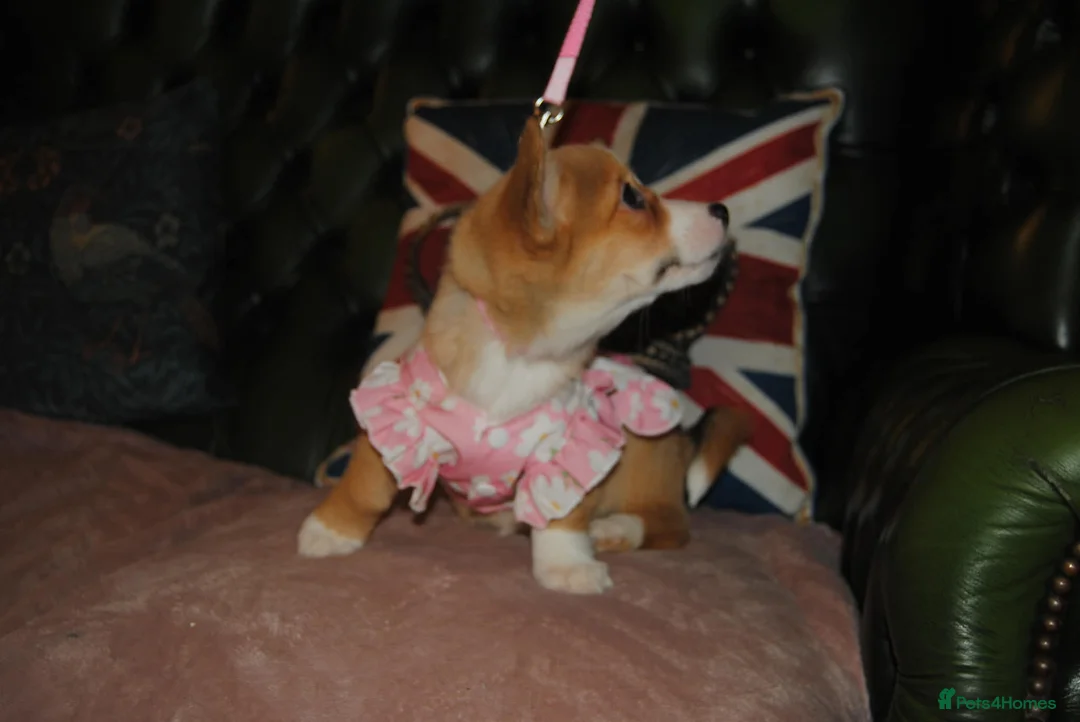 Welsh Corgi Pembroke dogs for sale: Are Beautiful Girls Storm/Darling/Petal - Advert 16