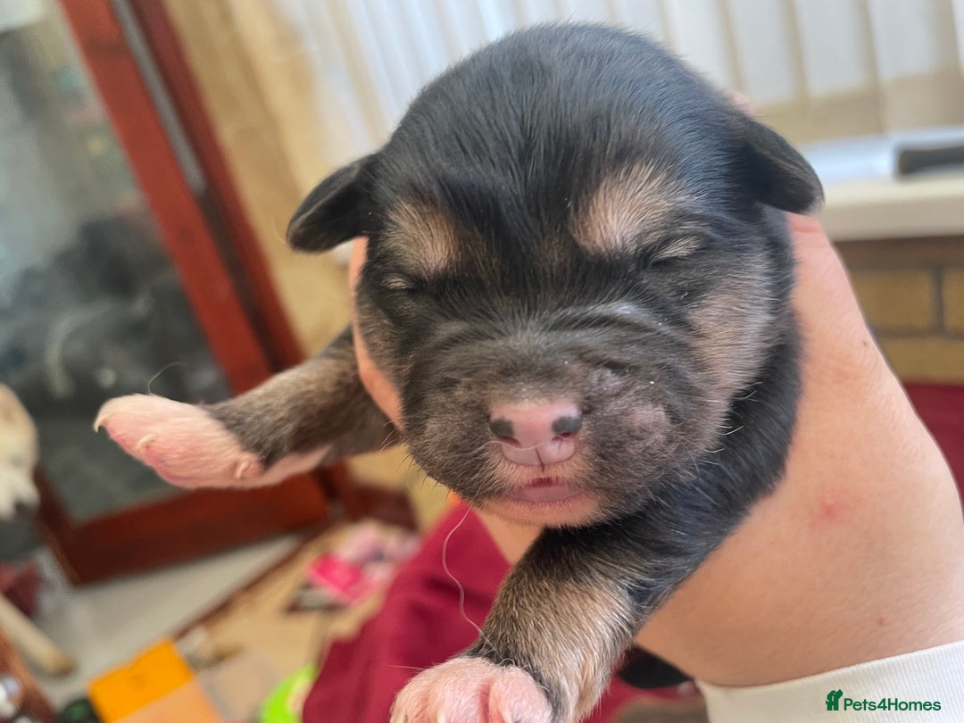 Mixed Breed dogs for sale: Malkita puppies 4 boys  - Image 4