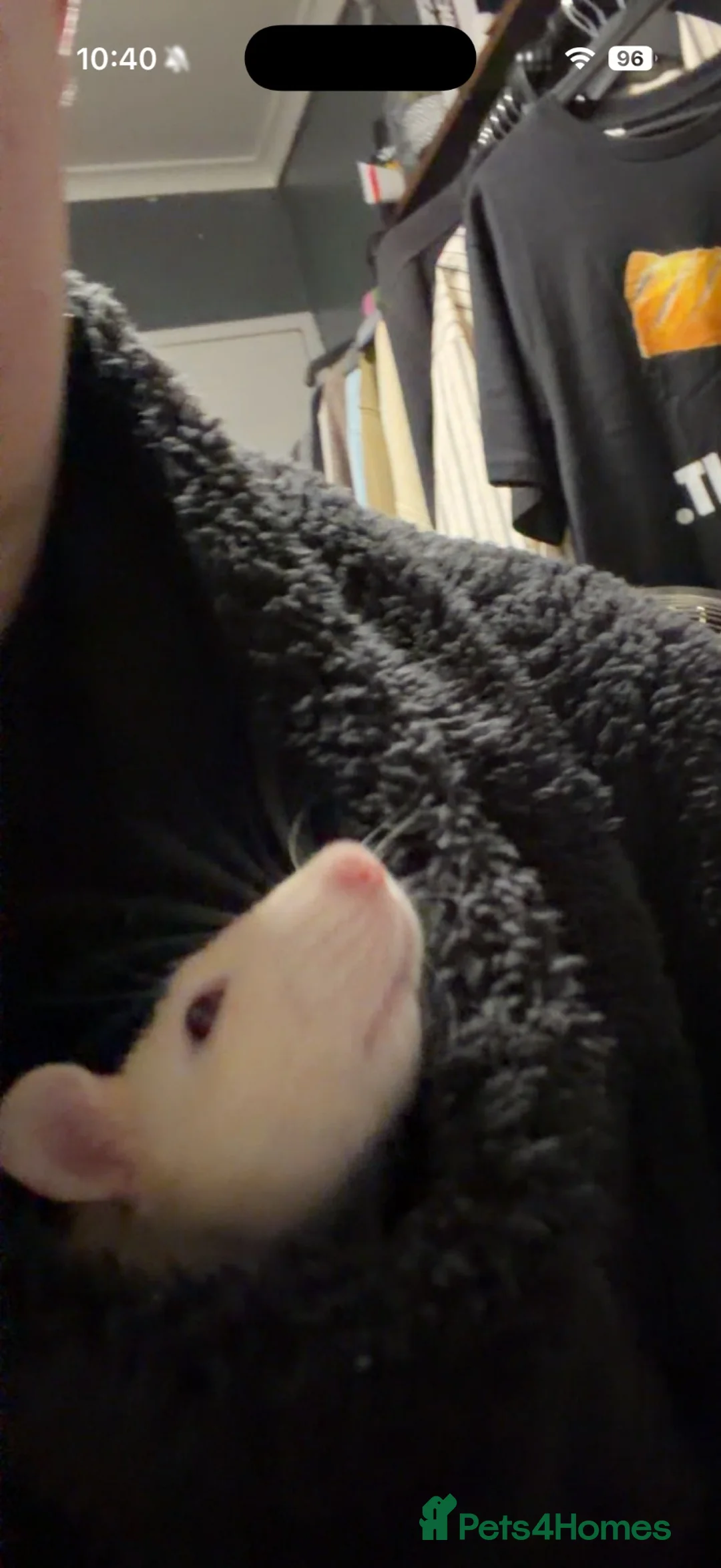 Rat rodents for sale: 4 female rats in Castleford - Advert 4