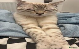 Bengal cats for sale: 3 Bengal kittens are looking for a new home 🏠 🐾 - Image 5