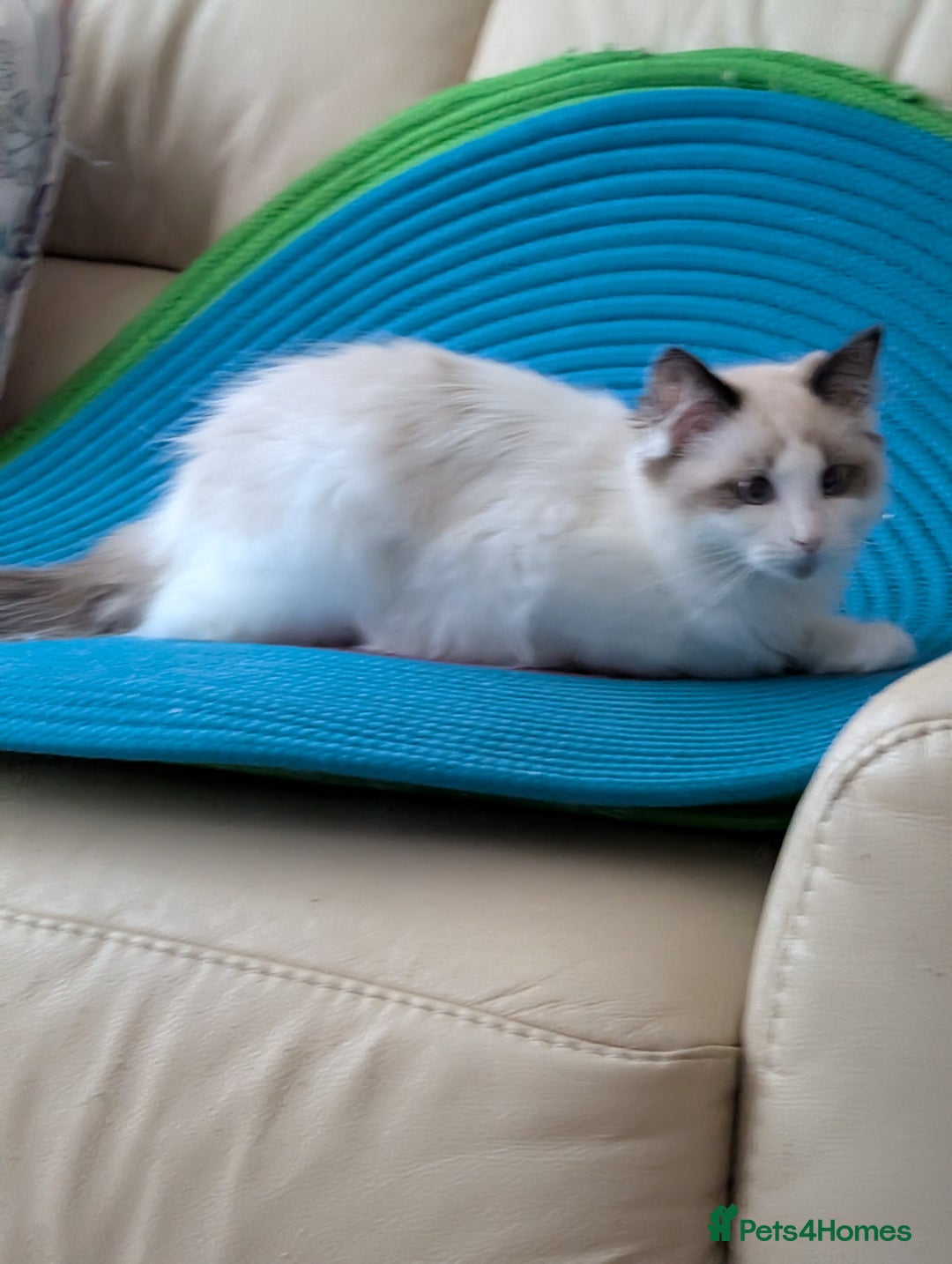 Ragdoll cats for sale: Kitty Ragdoll  - Image 5