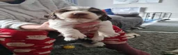 Cocker Spaniel dogs for sale: Cocker Spaniel Puppies - Advert 8
