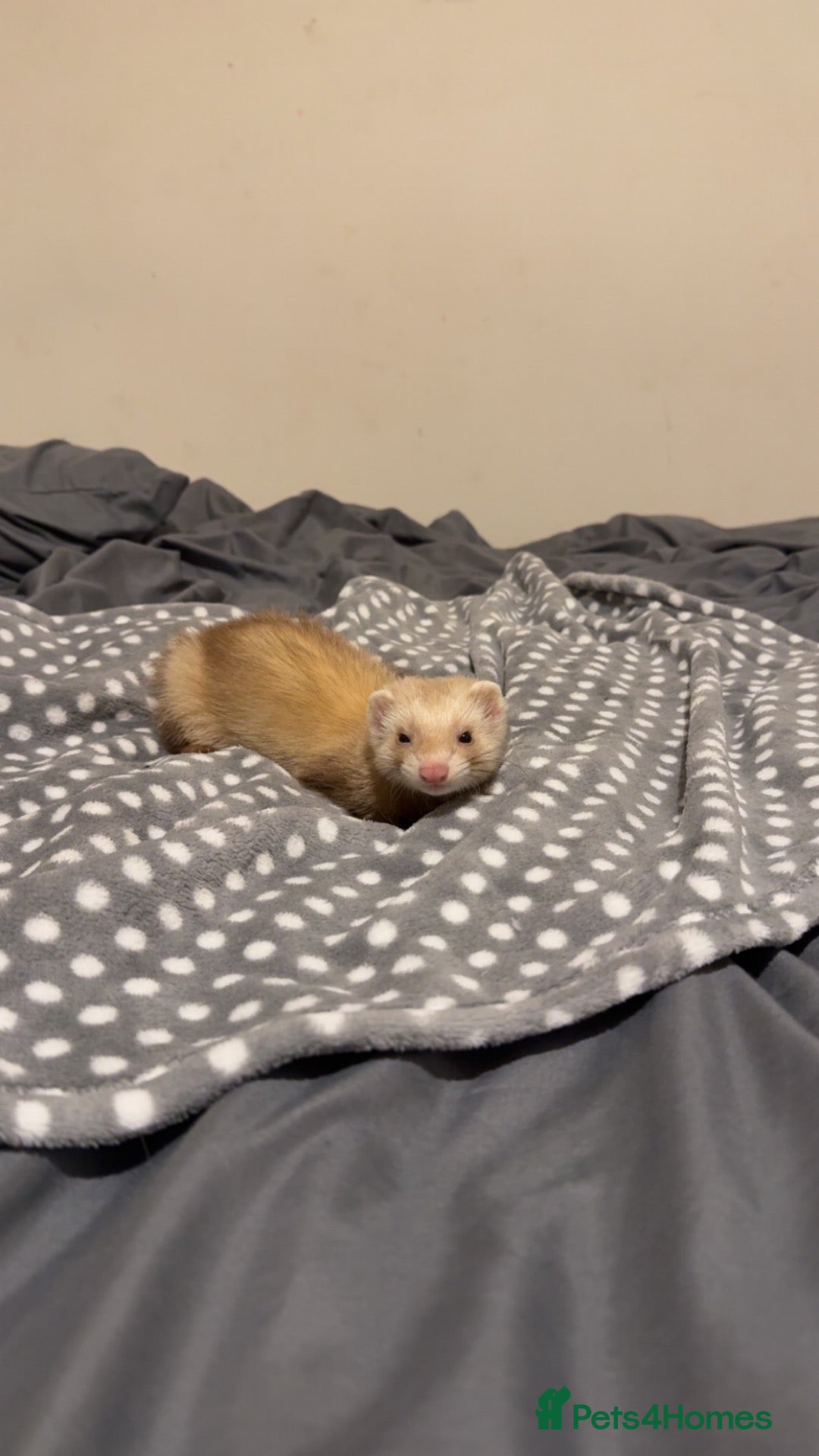 Ferret rodents 4 month old sandy male  - Advert 12