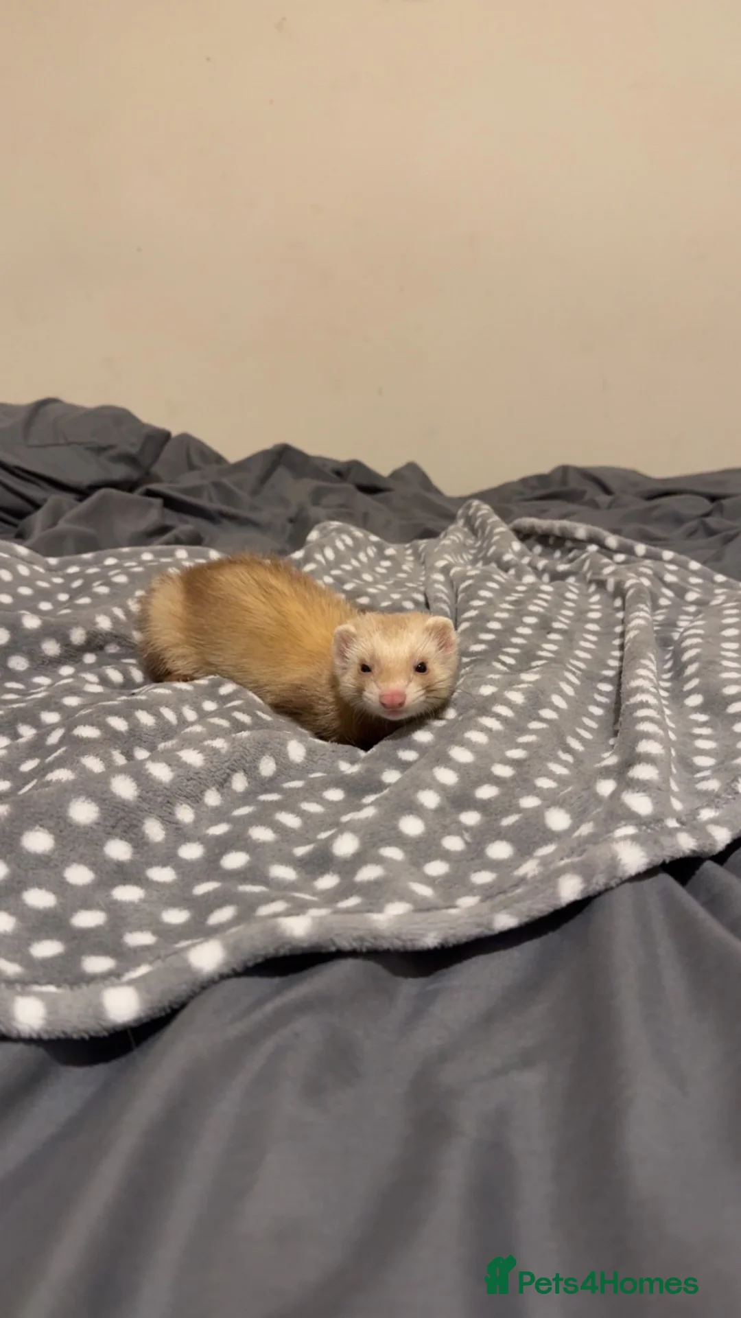 Ferret rodents for sale: 4 month old sandy male  in Cambridge - Advert 1