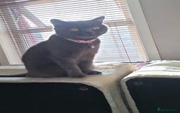 British Shorthair cats for sale: British Shorthair - Image 5