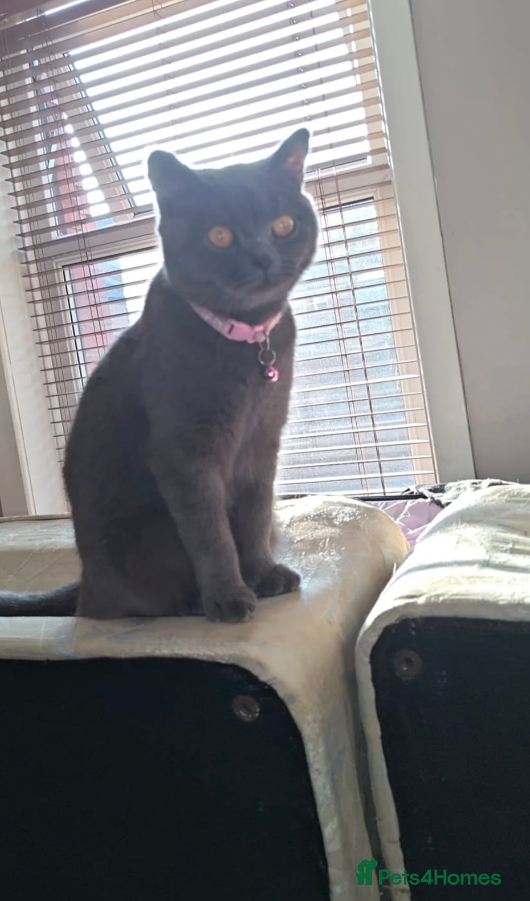 British Shorthair cats for sale: British Shorthair - Image 5