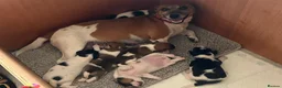 Jack Russell dogs for sale: Stunning traditional Jack Russell puppies - Advert 26