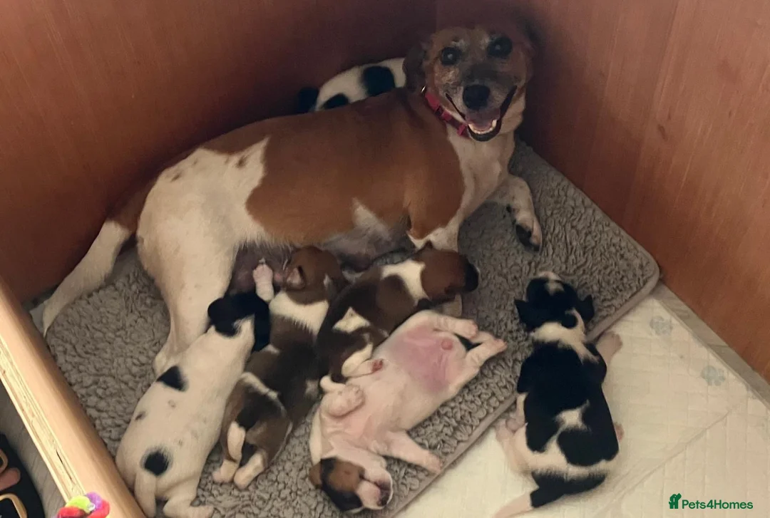Jack Russell dogs for sale: Stunning traditional Jack Russell puppies - Advert 26