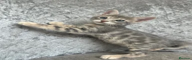 Bengal Kitten 1
