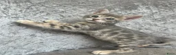 Bengal cats for sale: 💙 Beautiful Blue Bengal Female Kittens TICA Reg - Advert 26