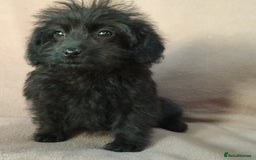 Labradoodle dogs for sale: Miniature Labradoodle puppies  - Image 22