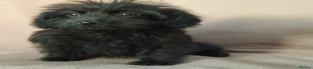 Labradoodle Puppy 11