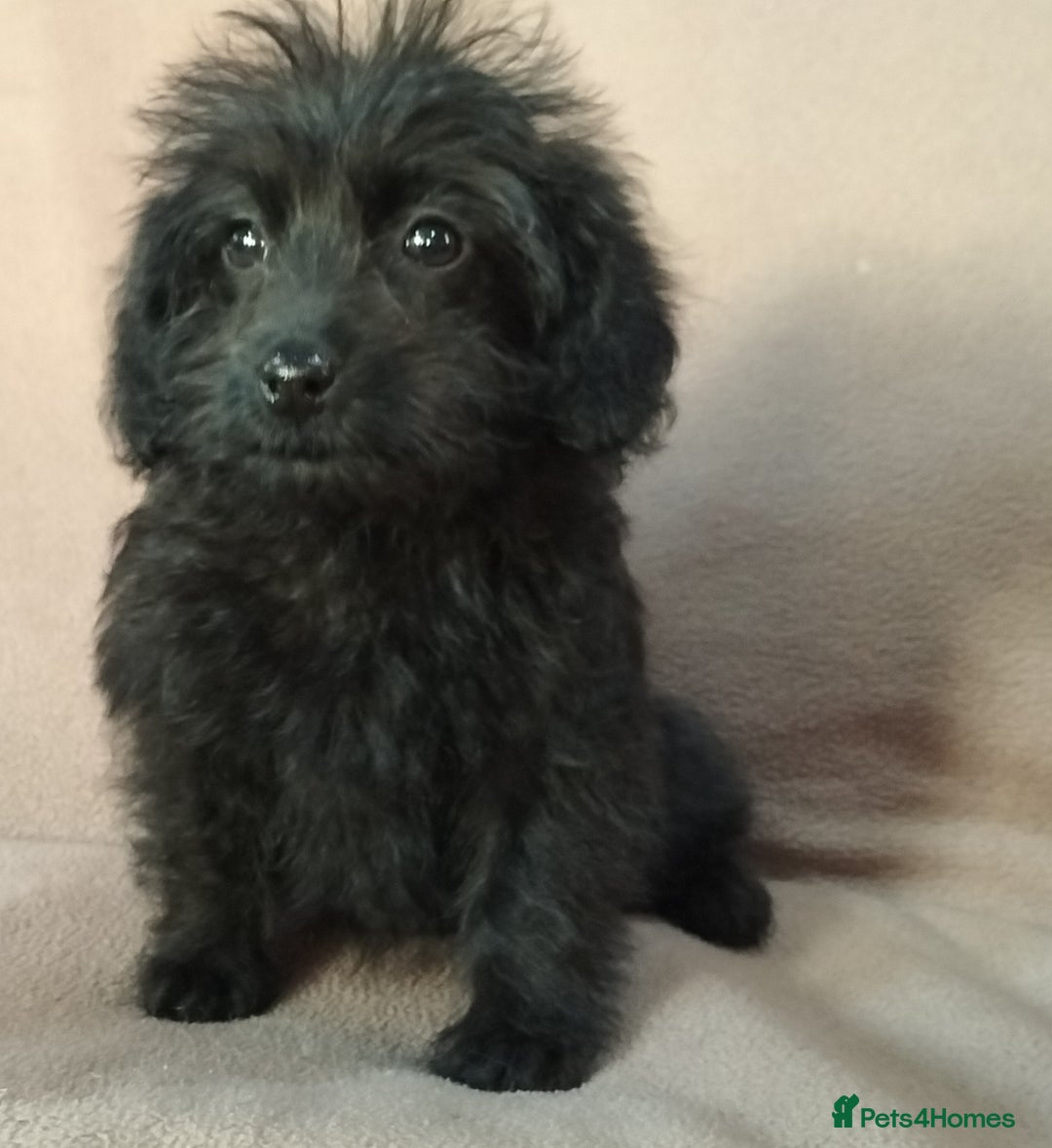 Labradoodle dogs for sale: Miniature Labradoodle puppies  - Image 22
