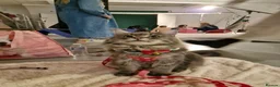 Maine Coon cats for sale: Stunning Dolly tica registered blue ticked tabby - Advert 12