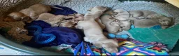 Miniature Dachshund dogs for sale: Isabella/Tan KC Registered Miniature Dachshunds,  - Advert 17