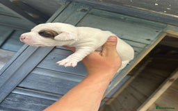 Jack Russell dogs for sale: 4 Jack Russel pups for sale  - Image 11