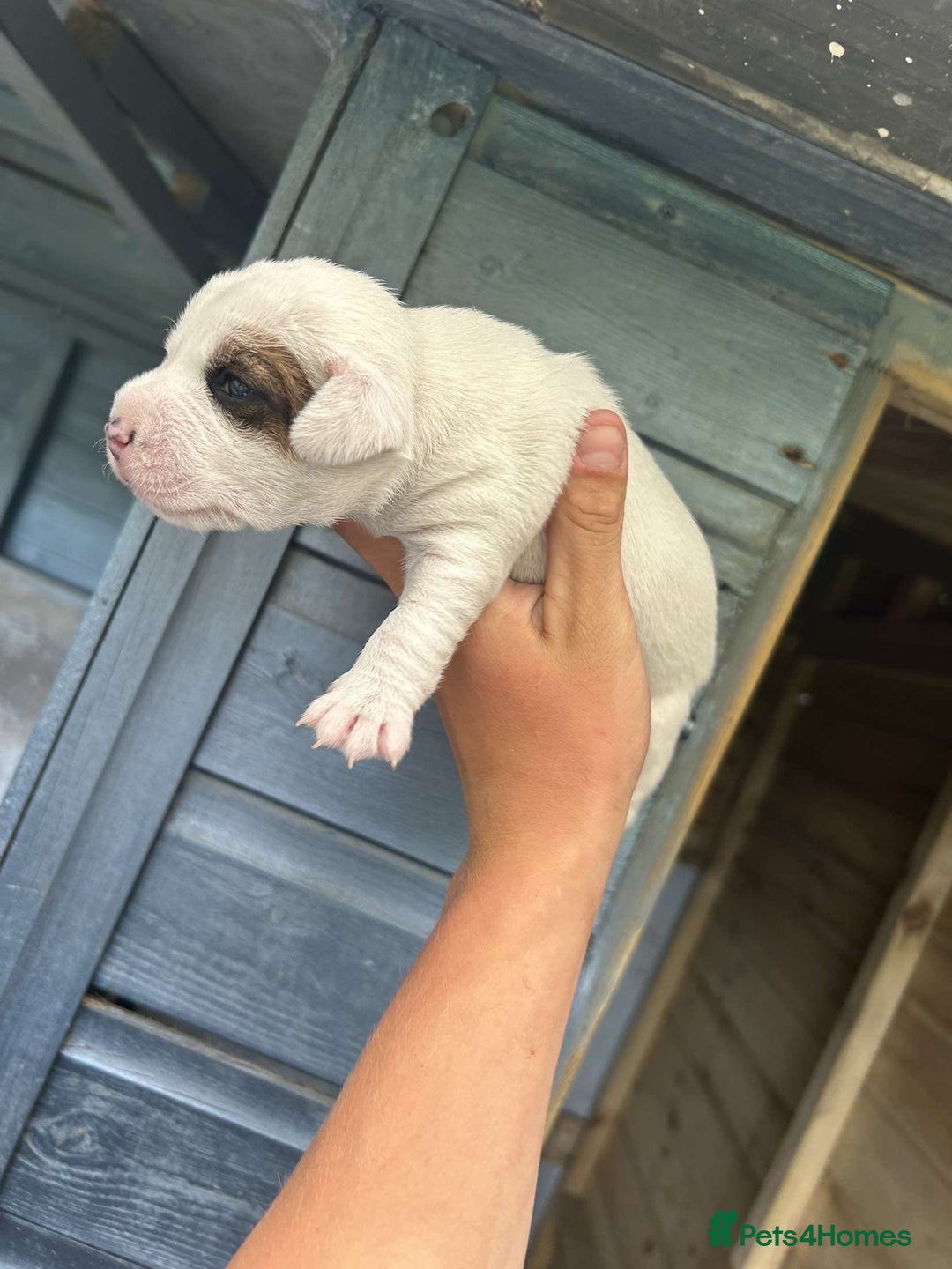 Jack Russell dogs for sale: 4 Jack Russel pups for sale  - Image 11
