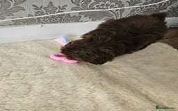 Shih Tzu dogs for sale: SHIH tzu puppies 🐶 outstanding - Image 16