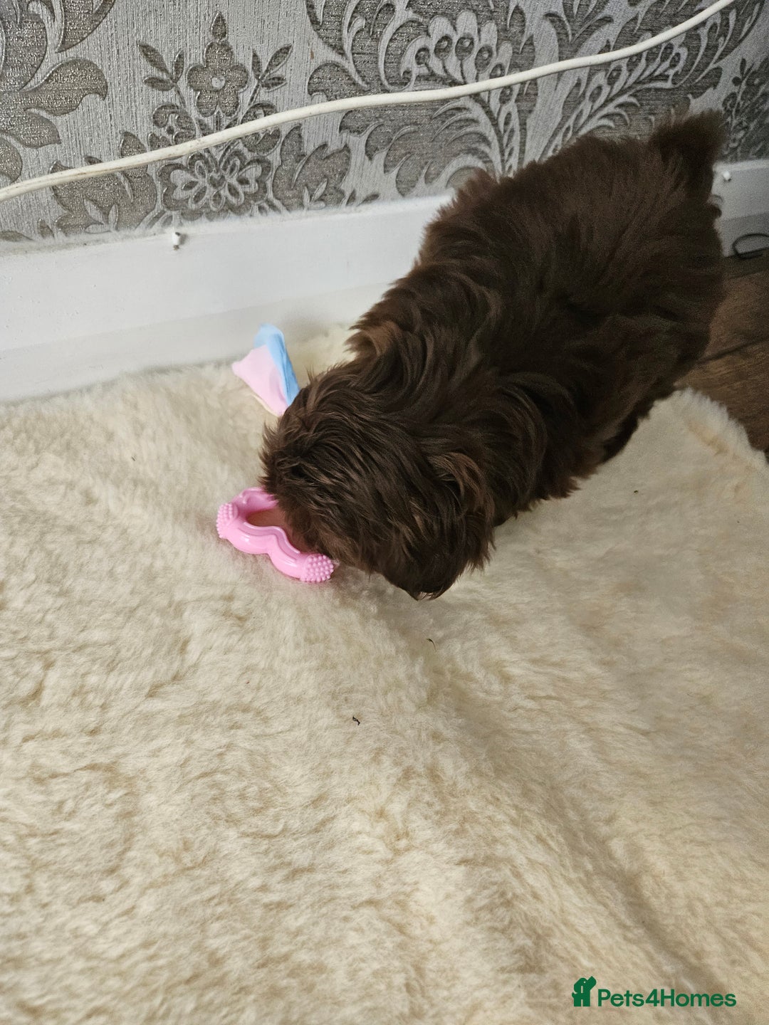 Shih Tzu dogs for sale: SHIH tzu puppies 🐶 outstanding - Image 16