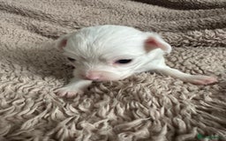 Chihuahua dogs for sale: 3 beautiful long haired Chihuahuas  - Image 5