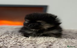 Pomeranian dogs for sale: KC Black&Tan Pom puppies stunning 🤩 🧡🖤 - Image 8