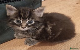 Mixed Breed cats for sale: Gorgeous Mixed Breed Main Coon Kittens  - Image 24
