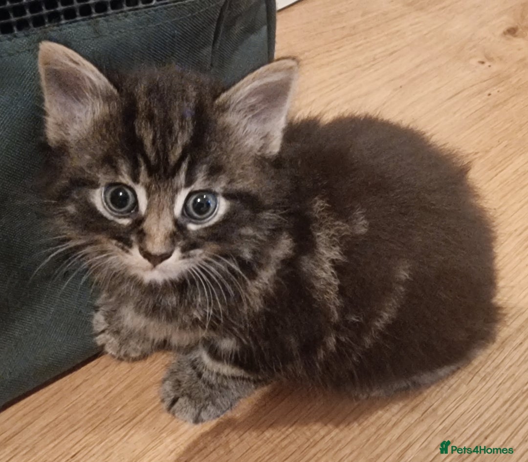 Mixed Breed cats for sale: Gorgeous Mixed Breed Main Coon Kittens  - Image 24