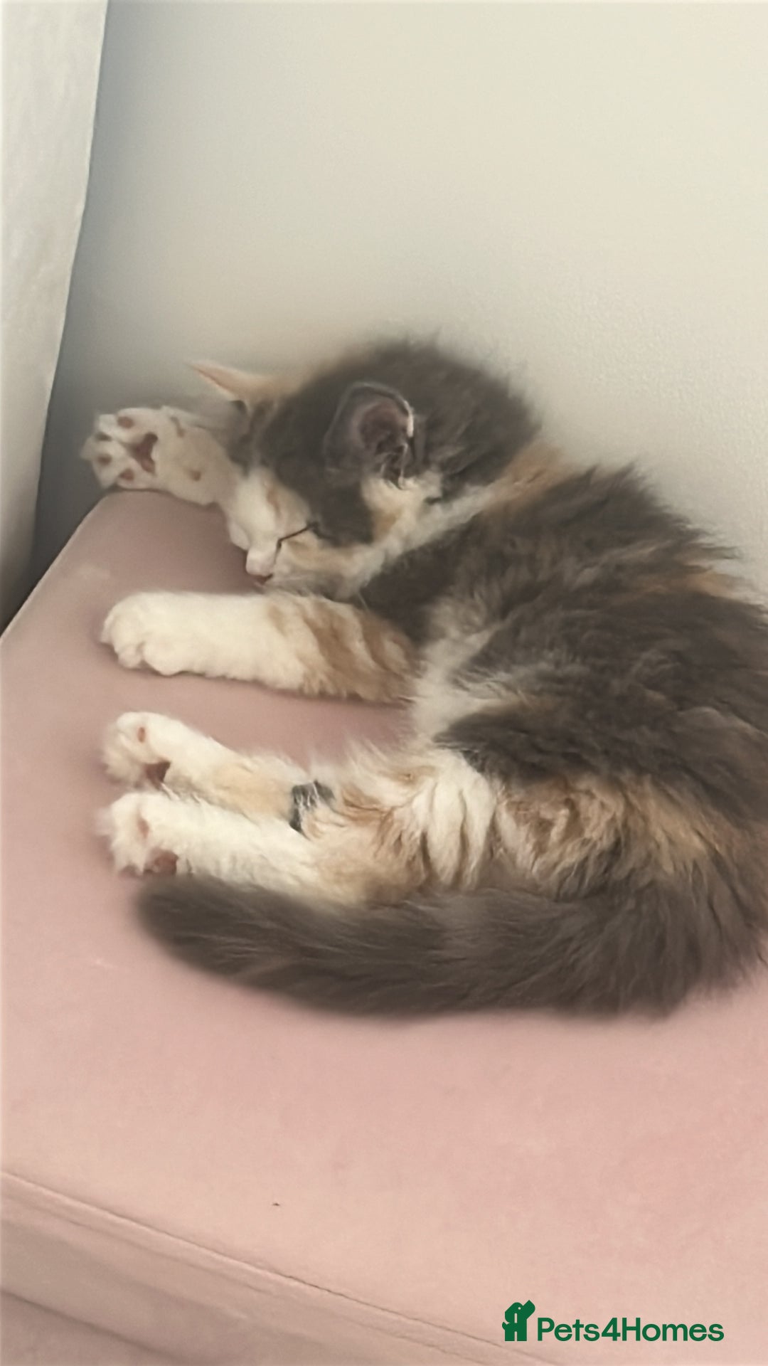 Maine Coon cats for sale: Beautiful kitten - Image 4