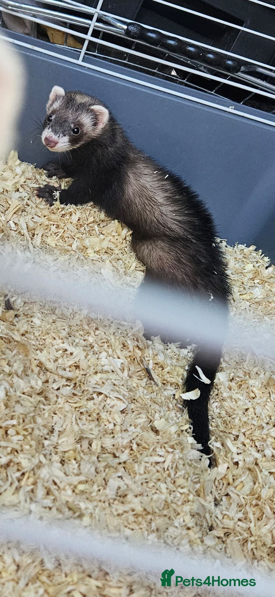Ferret rodents 10 Week Old Jill Baby Ferret  - Advert 9