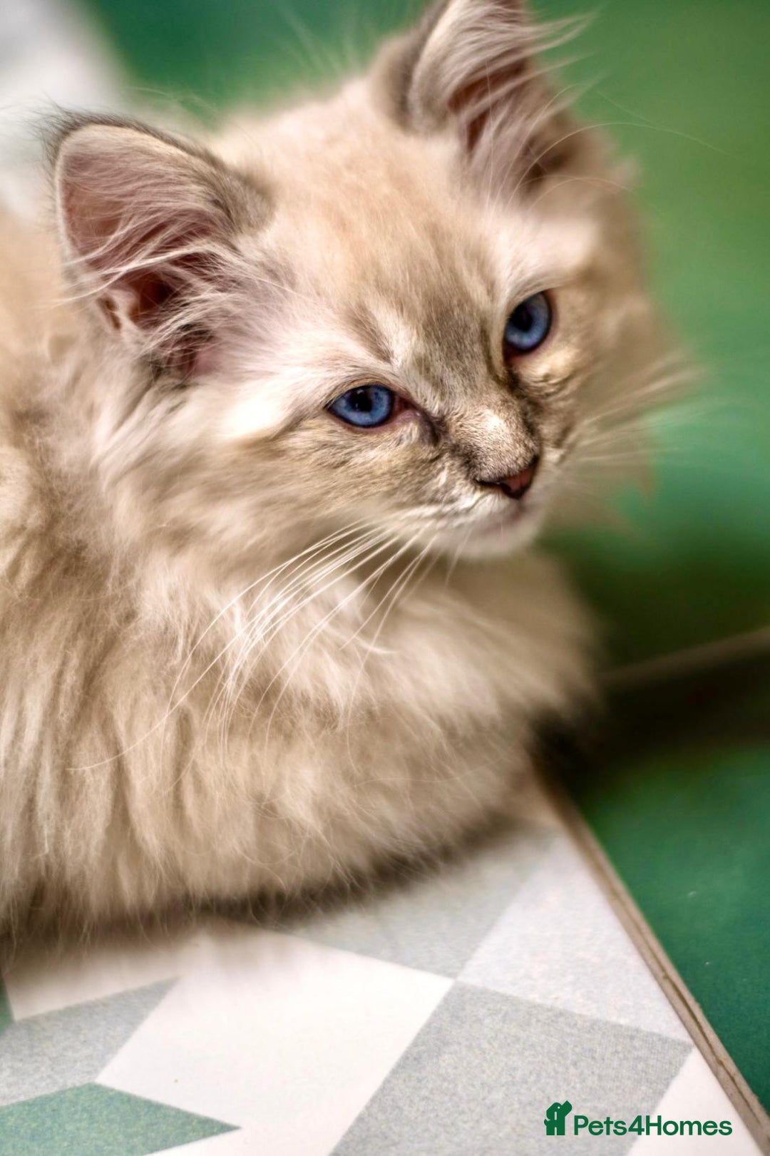 Ragdoll cats for sale: 🏅Last 2 GCCF Ragdoll kittens Ready now - Advert 19