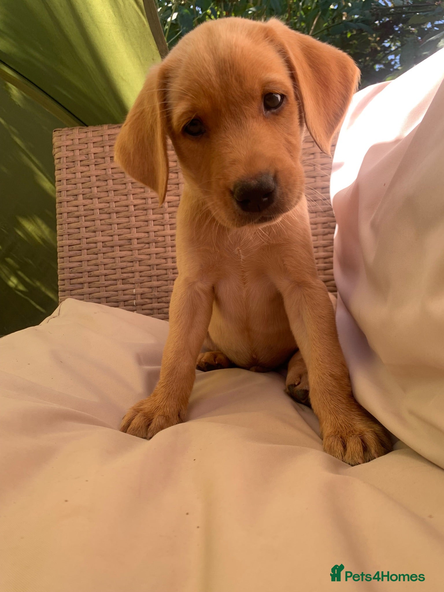 Labrador Retriever dogs  KC Labrador puppies 🐾 - Advert 18