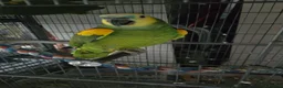 Parrots birds for sale: Amazon blue fronted parrots in Edgware - Advert 6