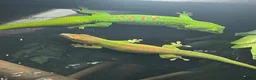 Mixed Breed reptiles for sale: Reptiles for sale in Taunton - Advert 12