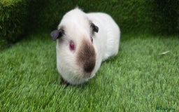 Guinea Pig rodents for sale: 2 Black Himalayans boars  - Image 4