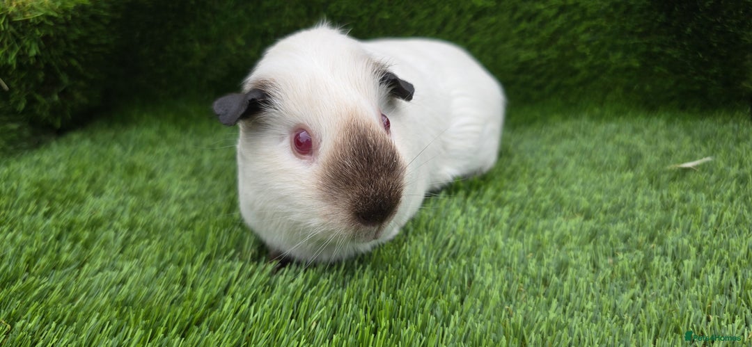Guinea Pig rodents for sale: 2 Black Himalayans boars  - Image 4