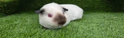 Guinea Pig rodents for sale: 2 Black Himalayans boars  - Advert 4