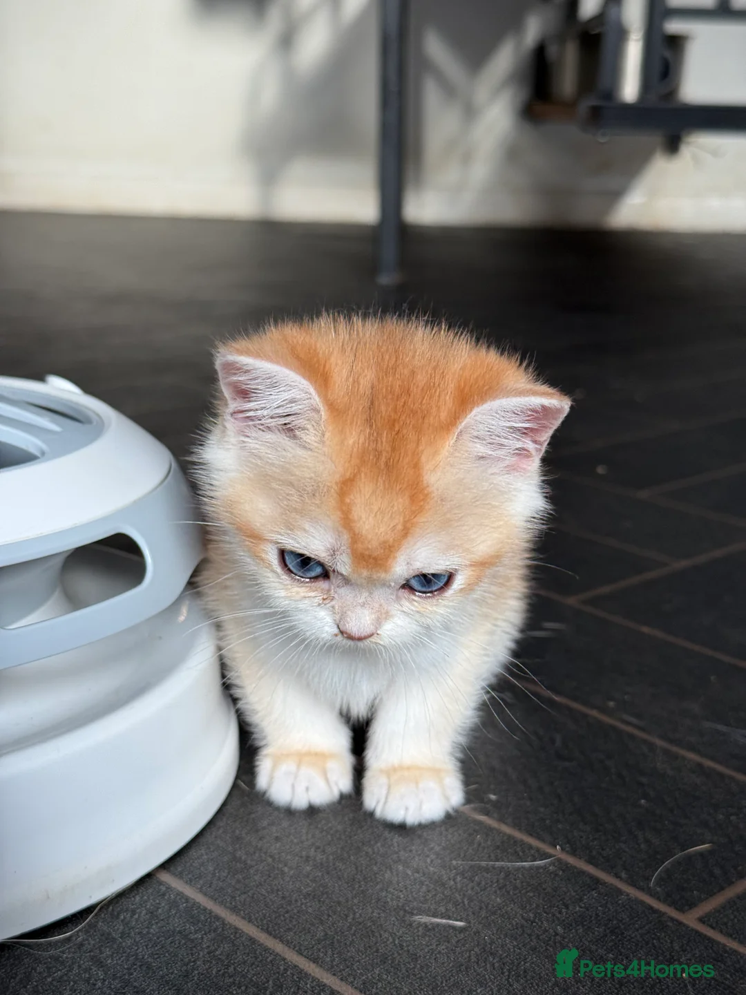British Shorthair cats for sale: GCCF reg BSH Last Chocolate Gold Blue Eyes Female - Advert 16