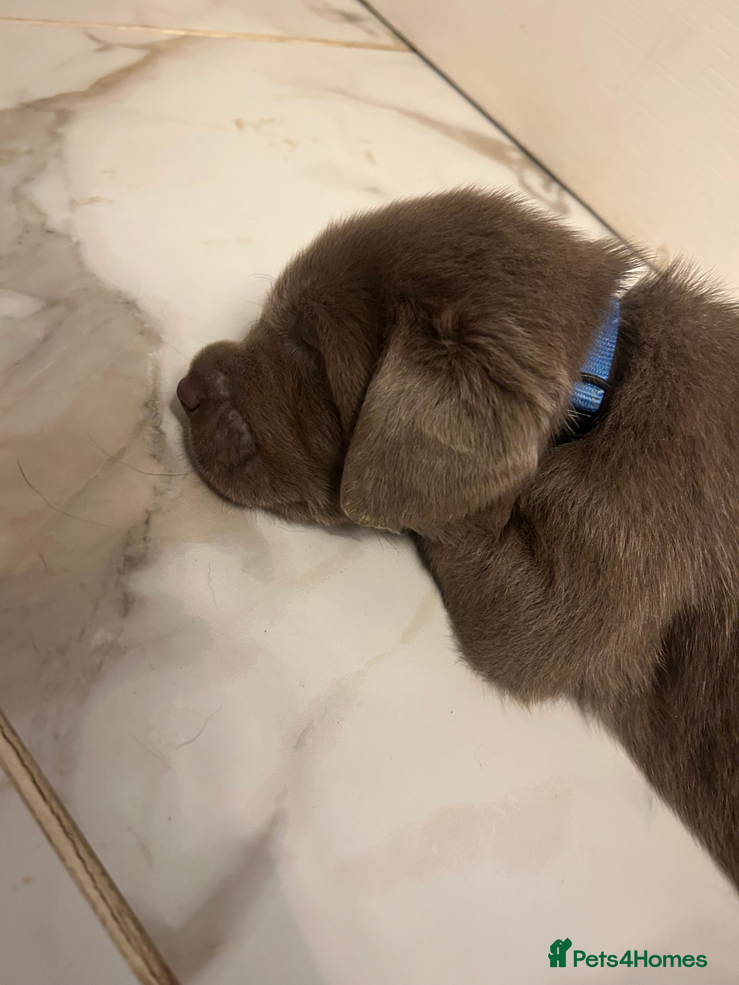 Labrador Retriever dogs  KC Silver Labrador Retriever  - Advert 2