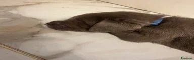 Labrador Retriever 5