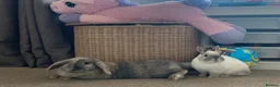 French Lop rabbits for sale: Female Rabbit  - Advert 3