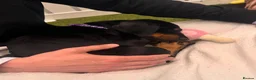 Dobermann dogs for sale: Dobermann Puppies in Colchester - Advert 3