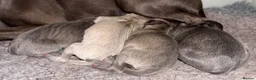 Italian Greyhound dogs for sale: KC Reg Italian Greyhounds - Advert 10