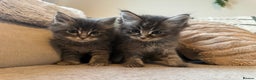 Ragcoon cats for sale: 6 beautiful boy Mainecoon x ragdoll kittens  - Advert 15