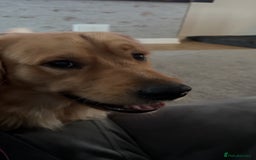Golden Retriever dogs for sale: Two Golden retriever dogs for rehoming  - Image 7