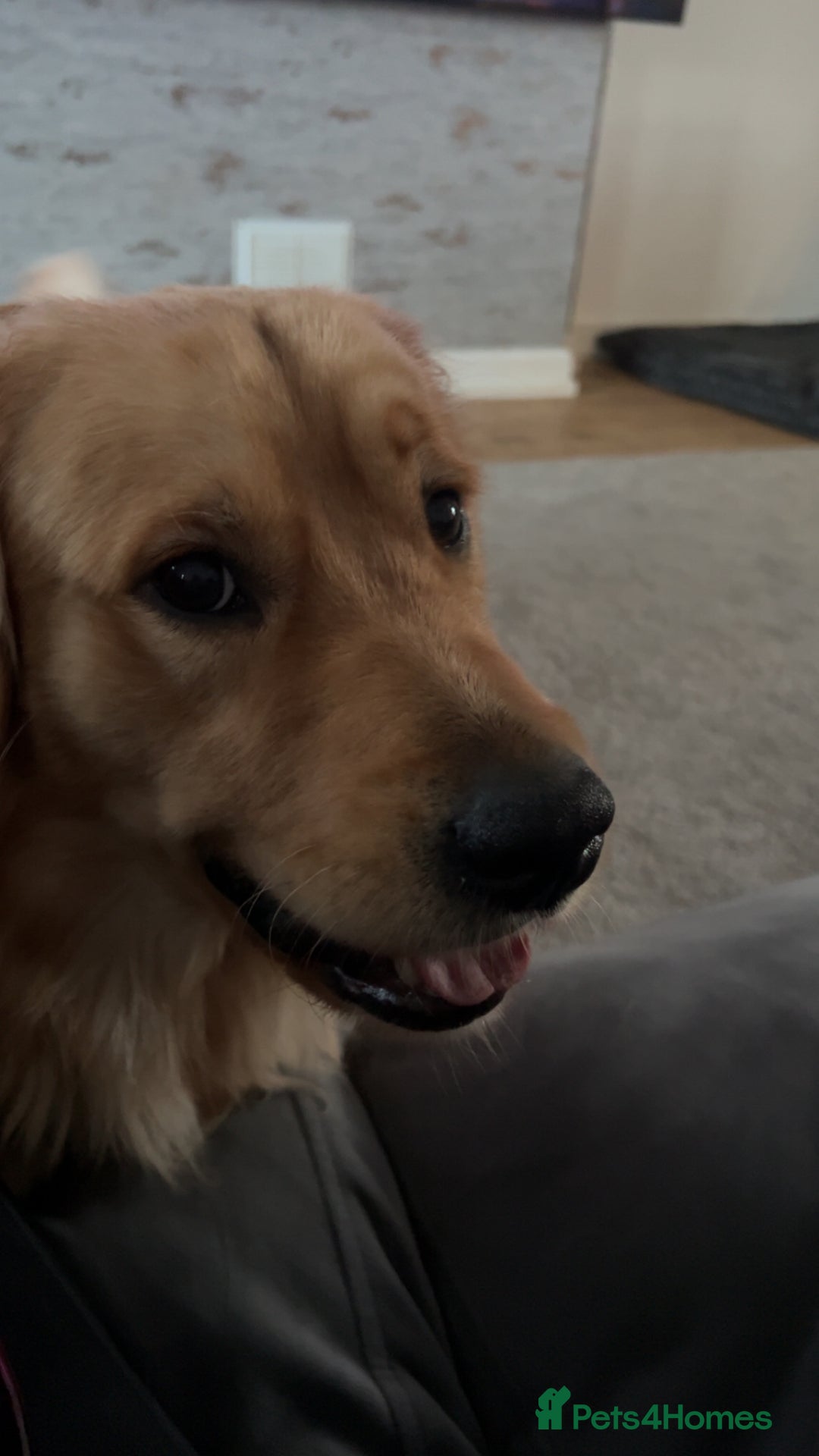 Golden Retriever dogs for sale: Two Golden retriever dogs for rehoming  - Image 7