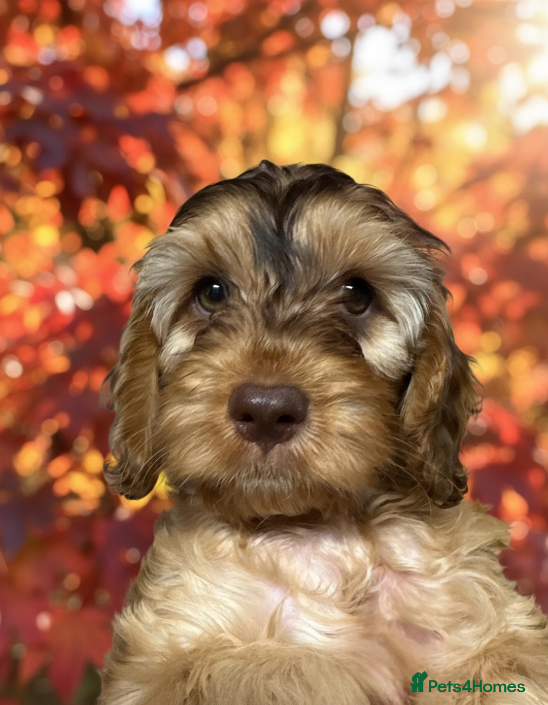 Cockapoo dogs for sale: Beautiful show cockapoo pups  - Advert 10